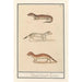 Reproduktion af maleriet Hermine Mustela erminea 1 2 hermine 3 hermine 1 2 hermine 3 hermine - Anselmus Botius de Boodt