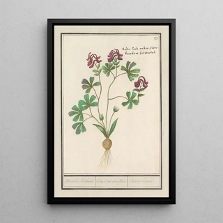 Anselmus Botius de Boodt - Holwortel Corydalis cava Boonkens holwortel radix Cava rubro flore Racine Creuse.webp