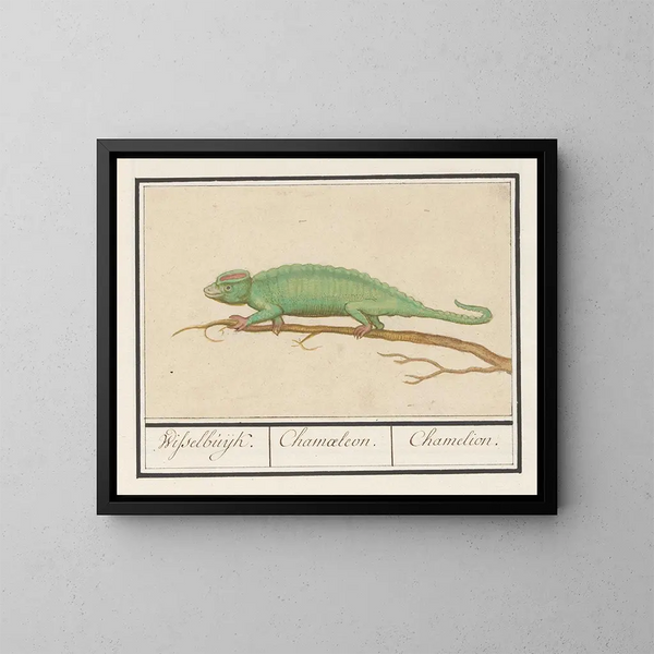 Caméléon - Anselmus Botius de Boodt — indrammet kunstværk på væggen
