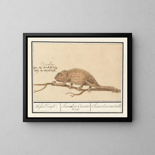 Anselmus Botius de Boodt - Kameleon Chamaeleonidae Wisselbuijk Chamaeleon Cinerius Verus Chamelion veritable.webp