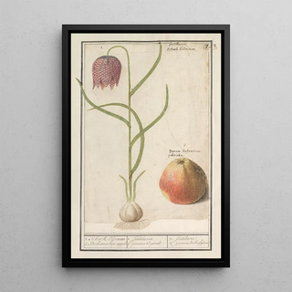 Anselmus Botius de Boodt - Kievitsbloem Fritillaria meleagris en een appel 1 Schaekbloemen 2 Boheemschen appel.webp