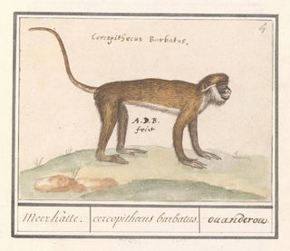 Anselmus Botius de Boodt - Kleine witneusmeerkat Cercopithecus petaurista Meerkatte cercopithecus barbatus ouanderou.webp