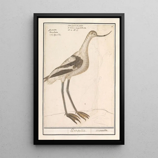 Anselmus Botius de Boodt - Kluut Recurvirostra avosetta.webp