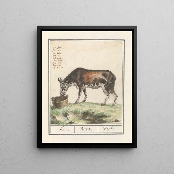 Anselmus Botius de Boodt - Koe Bos taurus Koe Vacca Vache.webp