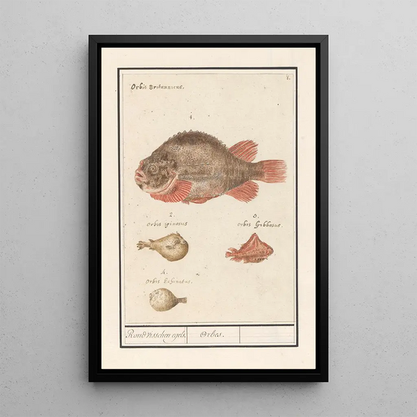 Anselmus Botius de Boodt - Kogelvissen Tetraodontidae Rond visschen egels Orbes.webp