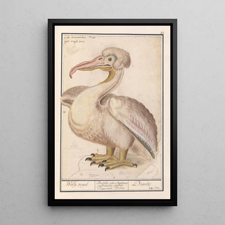 Anselmus Botius de Boodt - Kroeskoppelikaan Pelecanus crispus.webp