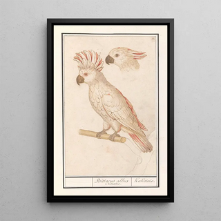 Anselmus Botius de Boodt - Molukkenkaketoe Cacatua moluccensis Psittacus albus Cristatus Kakatos.webp