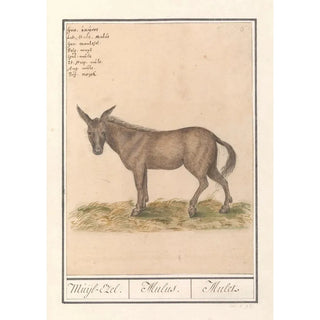 Anselmus Botius de Boodt - Muilezel Equus mulus MuijlEzel Mulus Mulet.webp