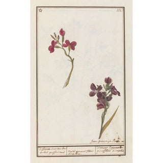 Anselmus Botius de Boodt - Muurbloem Erysimum cheiri differente soorten van enkel groffelieren varia genera flore simplici.webp