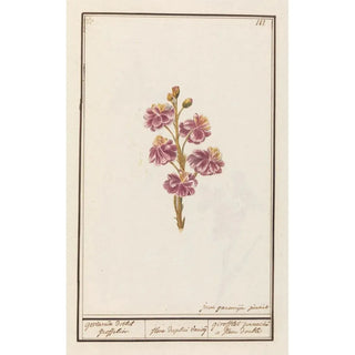 Anselmus Botius de Boodt - Muurbloem Erysimum cheiri gevlamde dobbel groffelier.webp