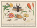 Samling af naturhistorie nr. 1, første blad af blandinger - Anselmus Botius de Boodt — visning af kunstværket