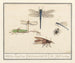 Samling af naturvidenskabelige malerier nr. 2 Blandingsblad - Anselmus Botius de Boodt — visning af kunstværket