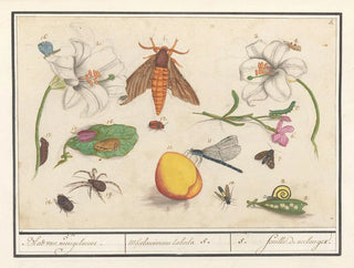 naturvidenskabeligt sæt nr. 5 Blandingsblad - Anselmus Botius de Boodt — visning af kunstværket