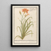 Reproduktion af maleriet Hemerocallis orange Hemerocallis - Anselmus Botius de Boodt