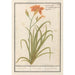 Reproduktion af maleriet Hemerocallis orange Hemerocallis - Anselmus Botius de Boodt