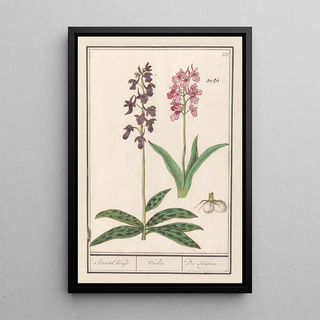 Anselmus Botius de Boodt - Orchidee Orchidaceae Standel Kruijd Orchis Du Satijrion.webp