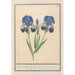 Iris germanica Iris germanica Bleue lisbloeme irides Coeruleae iris Bleues - Anselmus Botius de Boodt — visning af kunstværket