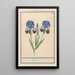 Iris germanica Iris germanica Bleue lisbloeme irides Coeruleae iris Bleues - Anselmus Botius de Boodt — indrammet kunstværk på væggen