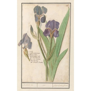 Anselmus Botius de Boodt - Paarse iris Iris germanica Stinkende lis iris Glaijeul puant flambe.webp