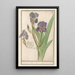 Iris germanica Iris germanica Stinkende lis iris Glaijeul puant flambe - Anselmus Botius de Boodt — indrammet kunstværk på væggen