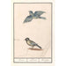Reproduktion af maleriet Mésange bleue Cyanistes caeruleus og mésange charbonnière Parus major - Anselmus Botius de Boodt