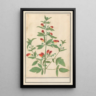 Anselmus Botius de Boodt - Plant met roodgele bloemen onbekende soort.webp