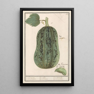 Anselmus Botius de Boodt - Pompoen Cucurbita pepo 1 Pompoen 2 Concommer 1 Pepo 2 Cucumer 1 Citrouille 2 Cornichon.webp