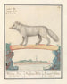 Poolvos Vulpes lagopus Witten Vos Vulpes Alba Renard blanc de Laponie - Anselmus Botius de Boodt — visning af kunstværket