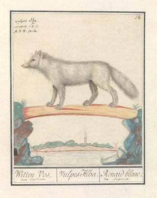 Anselmus Botius de Boodt - Poolvos Vulpes lagopus Witten Vos Vulpes Alba Renard blanc de Laponie.webp
