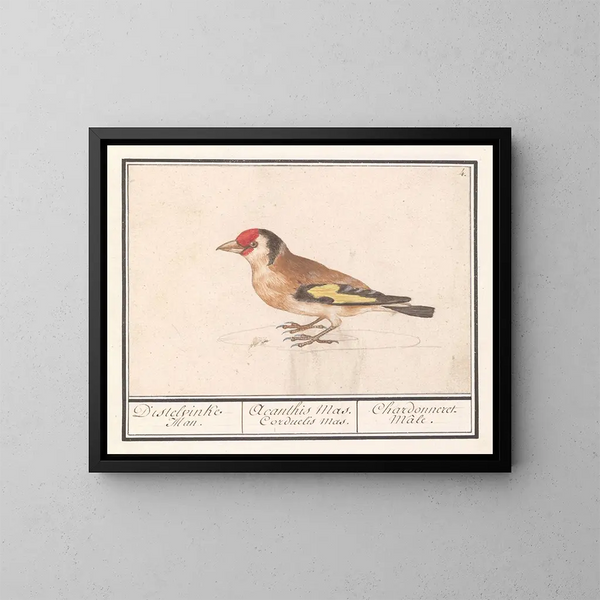 Putter de chardonneret Carduelis carduelis - Anselmus Botius de Boodt — indrammet kunstværk på væggen
