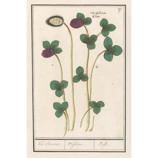 Anselmus Botius de Boodt - Rode klaver Trifolium pratense Klee Claevers Trifolium Trefle.webp