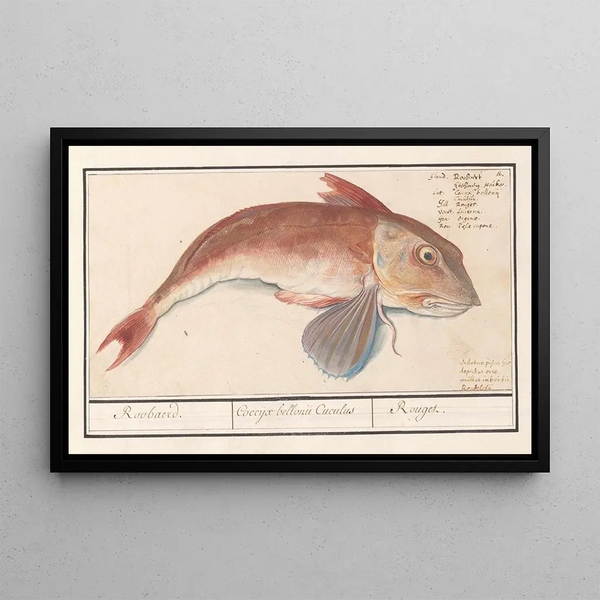 Anselmus Botius de Boodt - Rode poon Chelidonichthys lucerna Roobaerd Coccyx bellonii Cuculus Rouget.webp