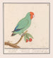 Roodmaskeragapornis Agapornis pullarius Oostindische Mussche Psittacus Minimus - Anselmus Botius de Boodt — visning af kunstværket