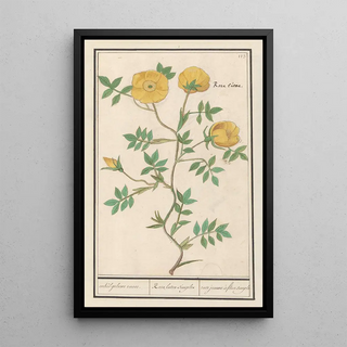 Anselmus Botius de Boodt - Roos Rosa enkel geluwe roose Rosa lutea simplex rose jeaune fleur simple.webp
