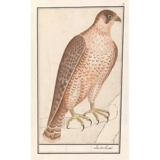 Anselmus Botius de Boodt - Sakervalk Falco cherrug.webp