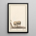 Reproduktion af maleriet Mouton Ovis aries schaep Ram ovus aries brebis bellier - Anselmus Botius de Boodt