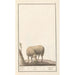 Reproduktion af maleriet Mouton Ovis aries schaep Ram ovus aries brebis bellier - Anselmus Botius de Boodt