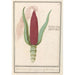Maïs ornamentalt Zea mays Rød tyrk Cooren frumentum indicum rubrum Bled de turquie rouge - Anselmus Botius de Boodt — visning af kunstværket