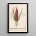 Maïs ornamentalt Zea mays Rød tyrk Cooren frumentum indicum rubrum Bled de turquie rouge - Anselmus Botius de Boodt — indrammet kunstværk på væggen