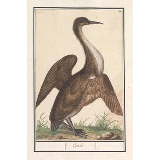 Anselmus Botius de Boodt - Slangenhalsvogel Anhinga.webp