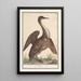 Anhinga Anhinga - Anselmus Botius de Boodt — indrammet kunstværk på væggen