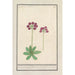 Primevère Primula BakKruyd van oostenrijk Primula Veris austriaca Prime verd Dautriche - Anselmus Botius de Boodt — visning af kunstværket