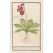 Primevère Primula Roode Beeren oore Auricula ursi rubra Auricule rouge - Anselmus Botius de Boodt — visning af kunstværket