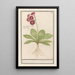 Primevère Primula Roode Beeren oore Auricula ursi rubra Auricule rouge - Anselmus Botius de Boodt — indrammet kunstværk på væggen