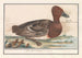 Andesifler (Anas penelope) - Anselmus Botius de Boodt — visning af kunstværket