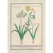 Perce-neige Galanthus og en påskelilje Narcissus - Anselmus Botius de Boodt — visning af kunstværket