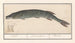 Brochet Esox lucius - Anselmus Botius de Boodt — visning af kunstværket