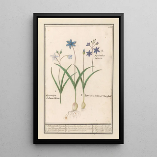 Anselmus Botius de Boodt - Sterhyacint Scilla.webp