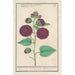 Rose trémière Alcea rosea - Anselmus Botius de Boodt — visning af kunstværket