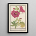 Rose trémière Alcea rosea Enkel vinterrose Malva rosea hiemalis passerose med enkel blomst - Anselmus Botius de Boodt